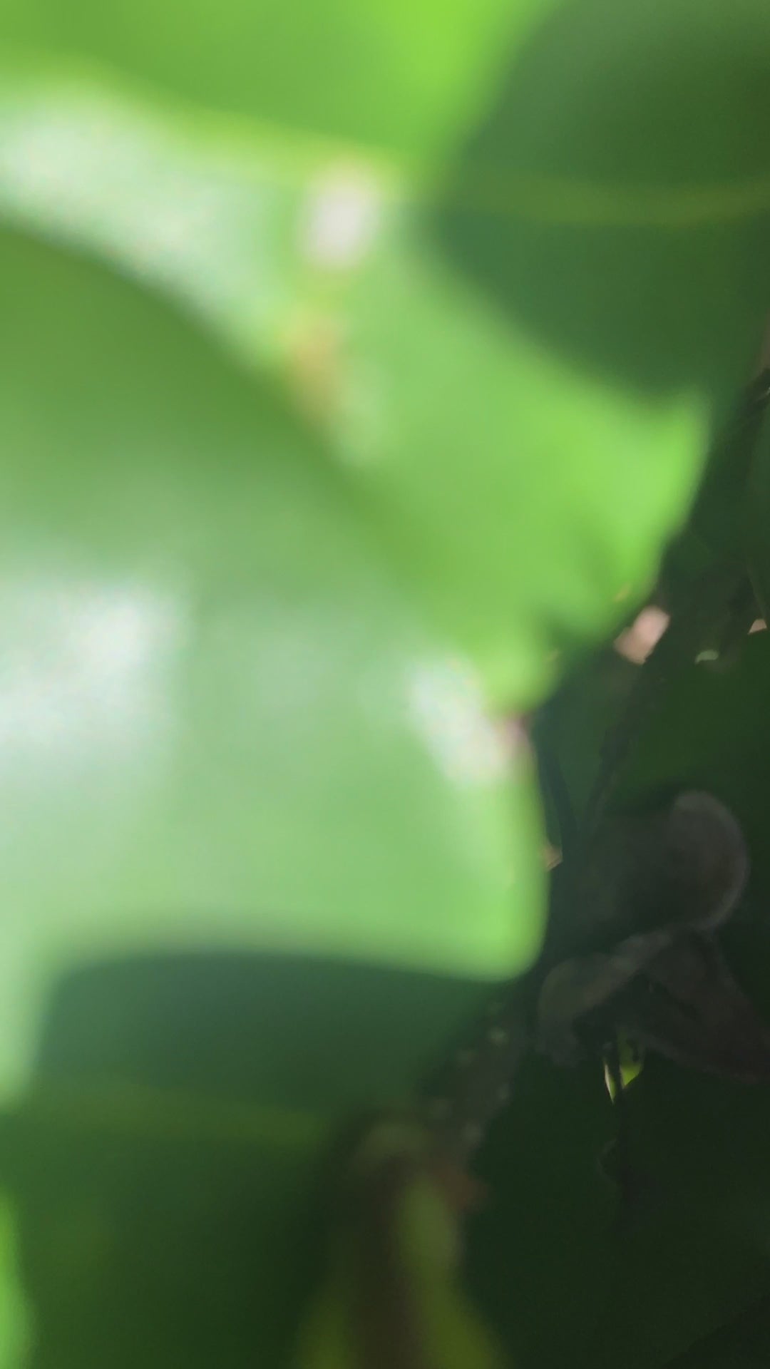 Petal Pefect | 35 Shade Palette